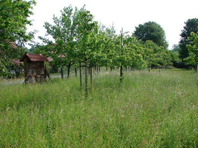 Streuobstwiese