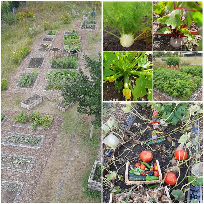 Schulgarten mit Gemüseanbau